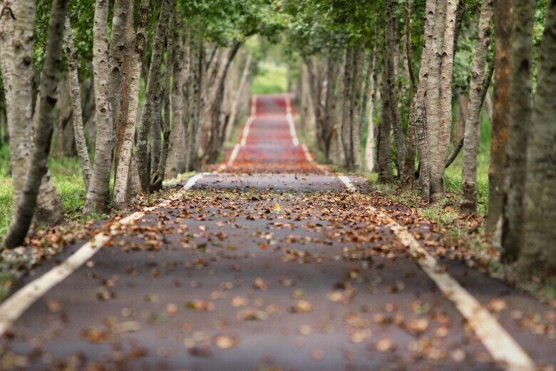 empty narrow road lined with trees ion both sides during autumn