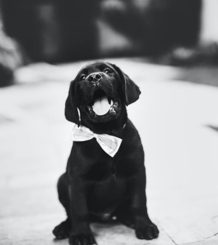 Lab