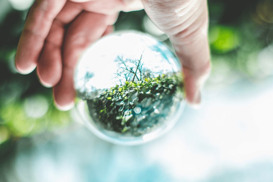 green seedlings growing inside a glass sphere