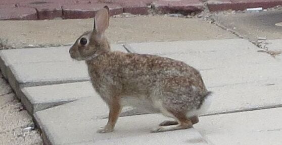https://www.intersystems.com/wp-content/uploads/sites/13/2015/06/Urban-Bunny-Cropped.png